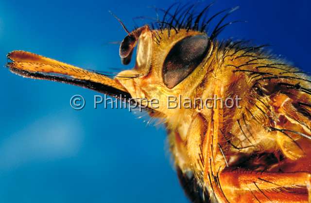 Dejeaniops sp.JPG - in "Portraits d'insectes" ed. SeuilDejeaniops spTachinaireTachinid flyDipteraTachinidaeCosta Rica